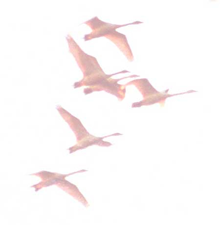 Flightcrop
